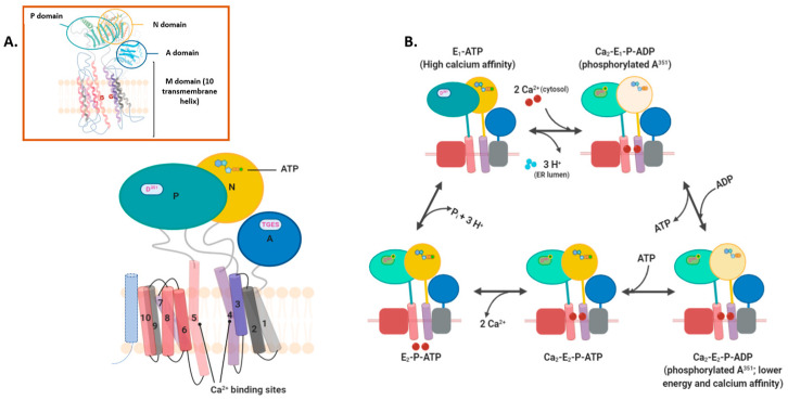 PMC8466575 – biomedicines-09-01077-f003
