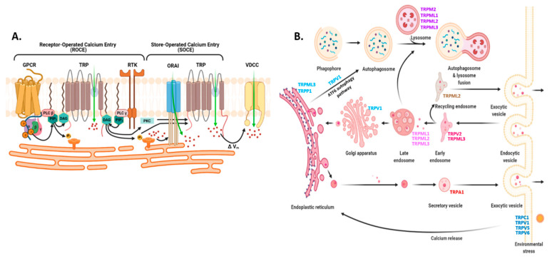 PMC8466575 – biomedicines-09-01077-f006