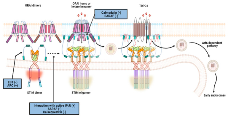 PMC8466575 – biomedicines-09-01077-f008