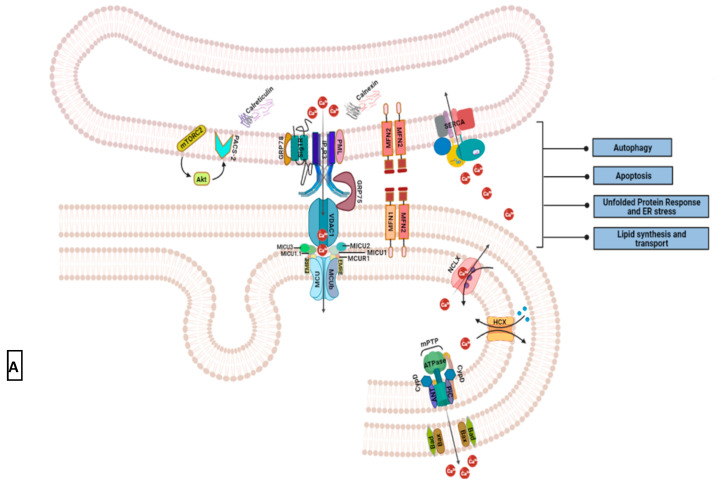PMC8466575 – biomedicines-09-01077-f009