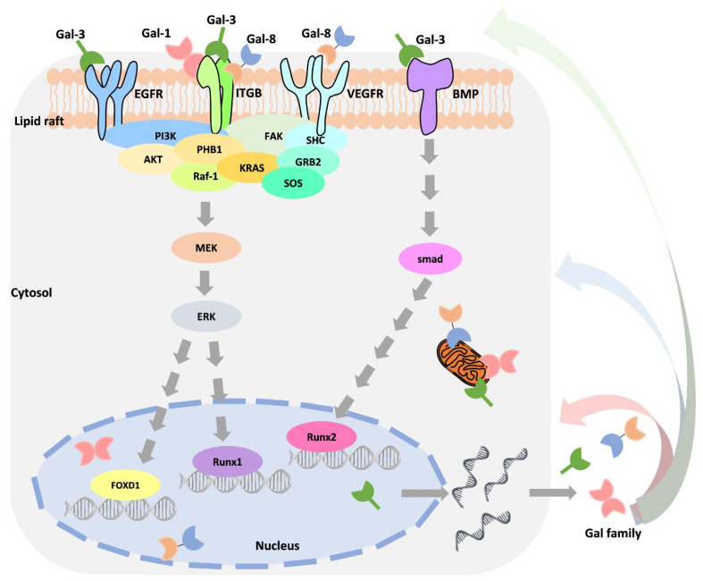PMC8465754 – biomedicines-09-01159-f003