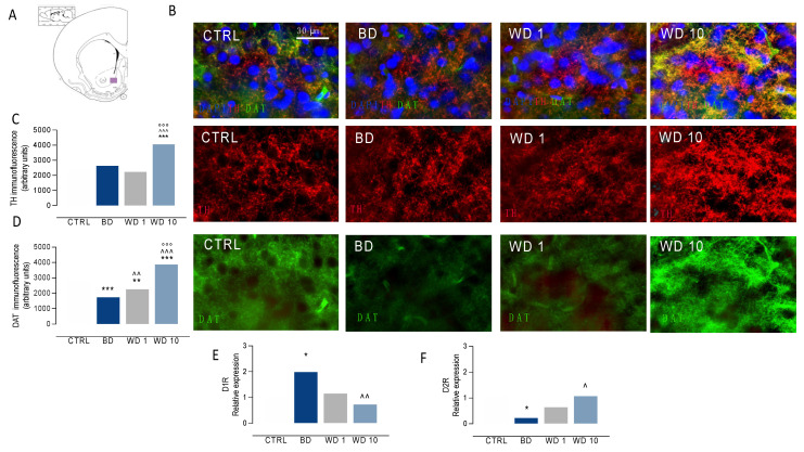 PMC8470908 – biomedicines-09-01161-f003