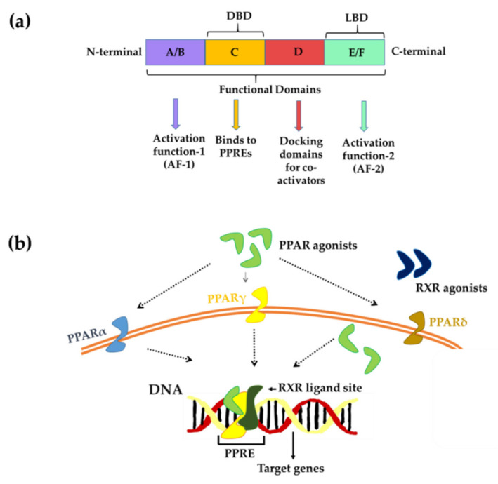 PMC8698906 – biomedicines-09-01914-f001