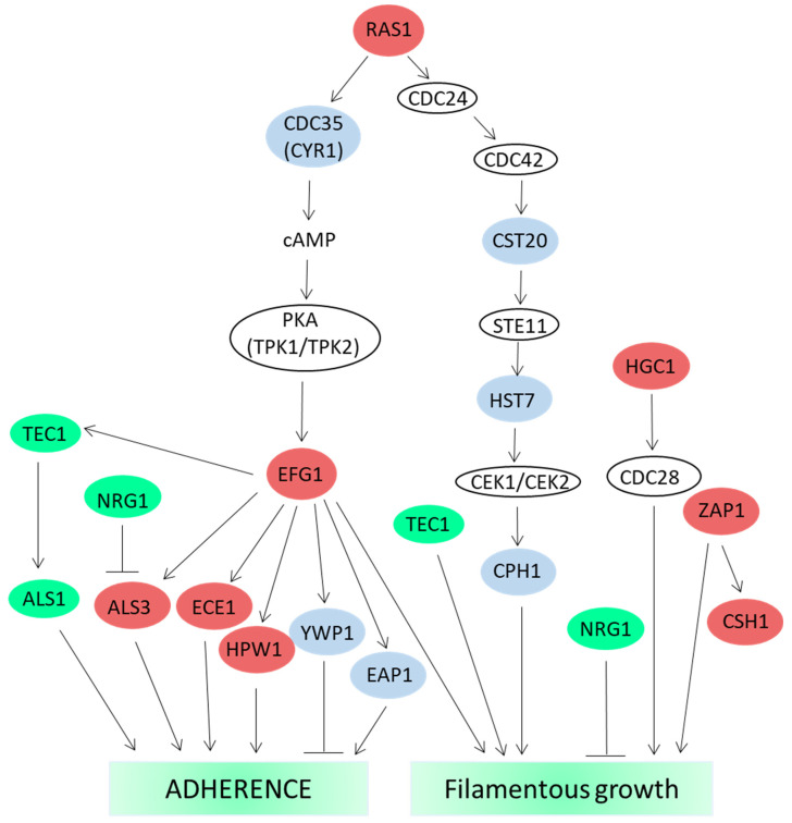 PMC8945038 – biomedicines-10-00631-f005