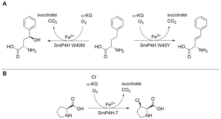 PMC9138302 – biomedicines-10-00964-f005
