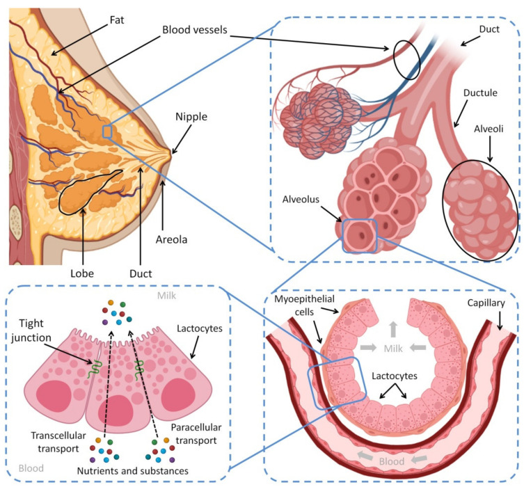 PMC9219990 – biomedicines-10-01219-f001