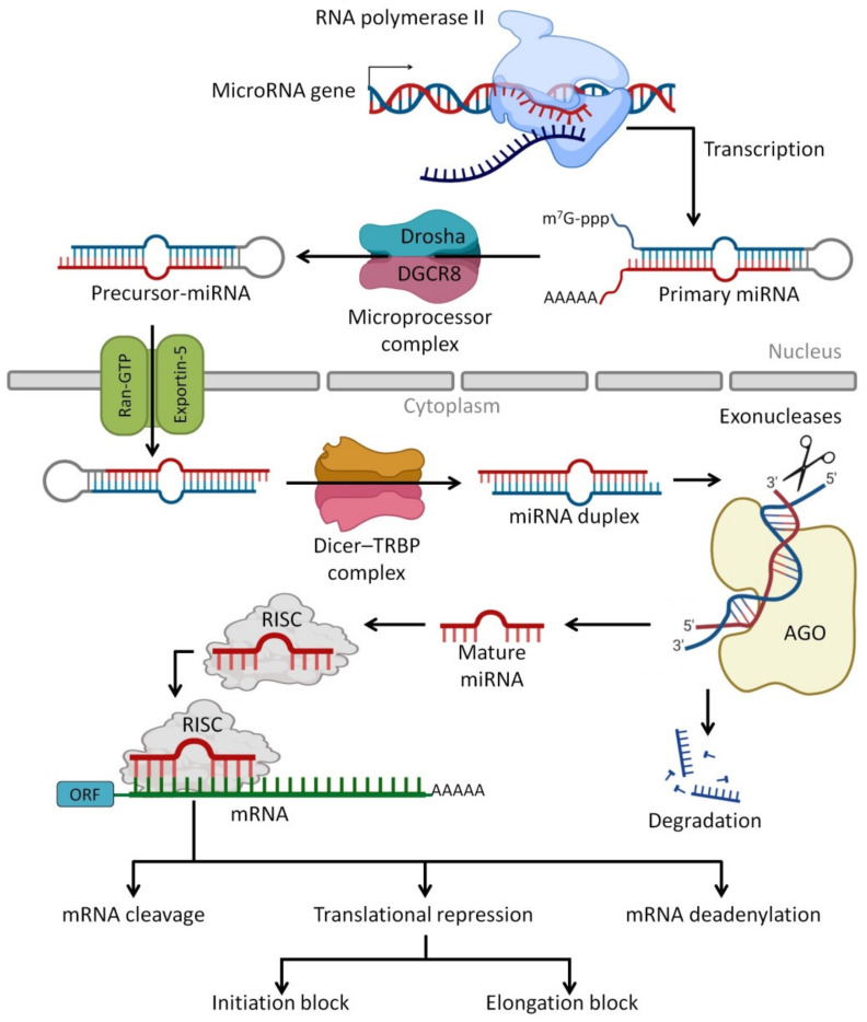 PMC9219990 – biomedicines-10-01219-f004