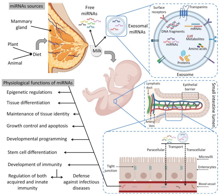 PMC9219990 – biomedicines-10-01219-f005