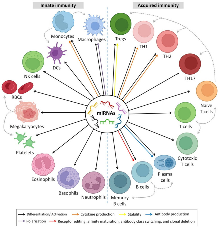 PMC9219990 – biomedicines-10-01219-f006