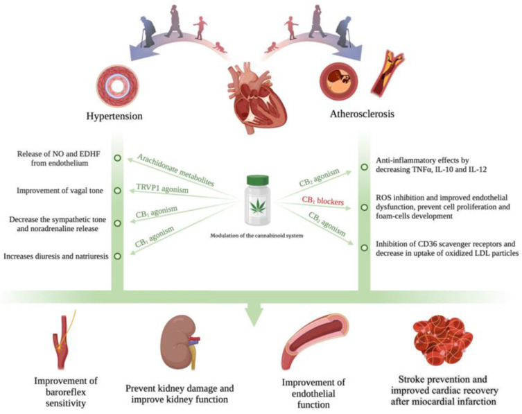 PMC9599275 – biomedicines-10-02492-f006