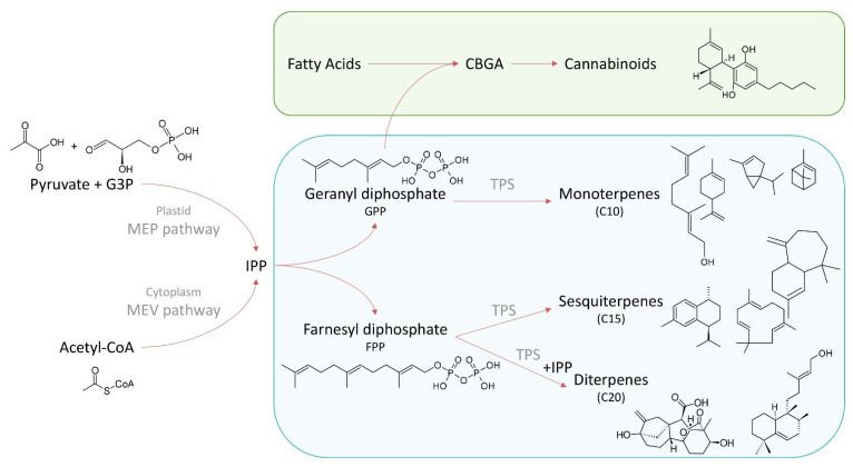 PMC9775512 – biomedicines-10-03142-f001