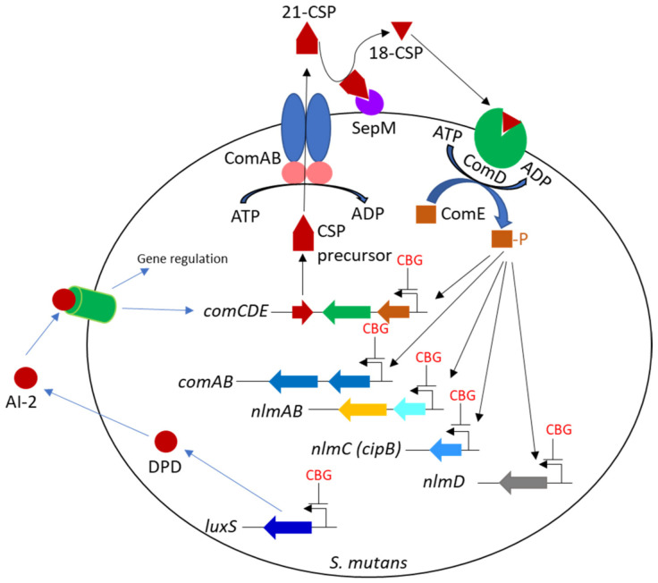 PMC10045765 – biomedicines-11-00668-f011