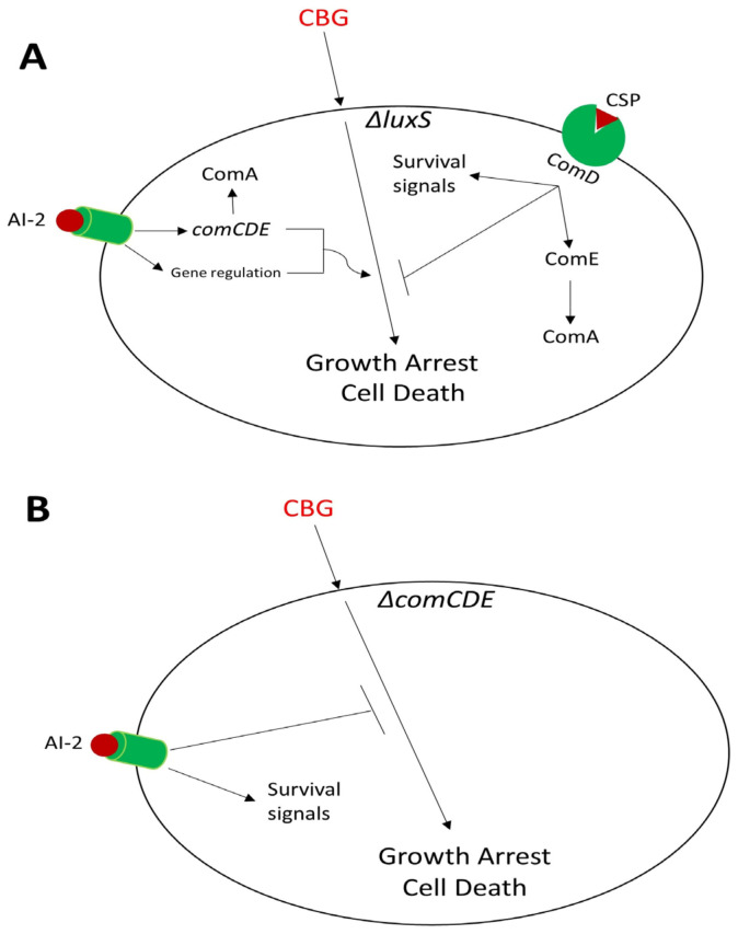 PMC10045765 – biomedicines-11-00668-f012