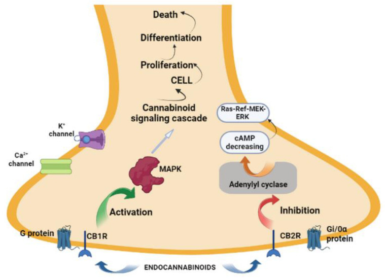 PMC10296259 – biomedicines-11-01667-f001