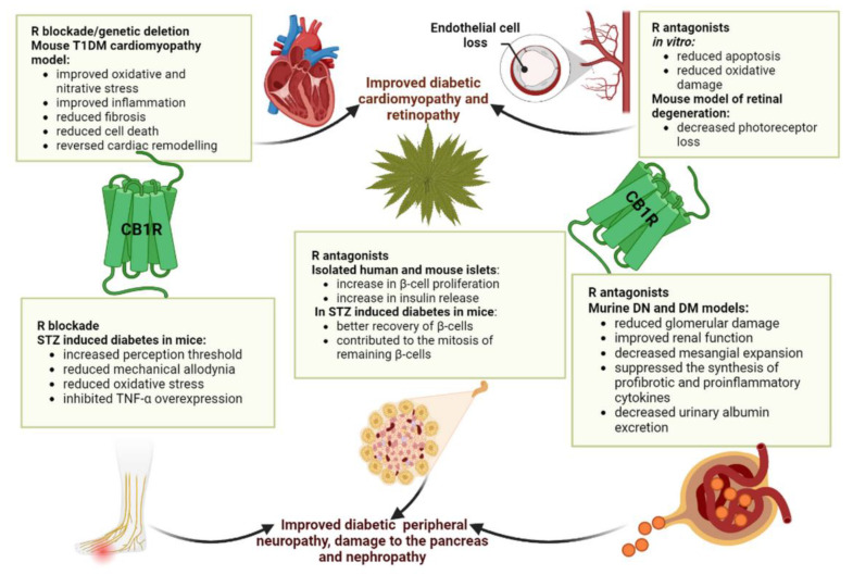 PMC10296259 – biomedicines-11-01667-f002