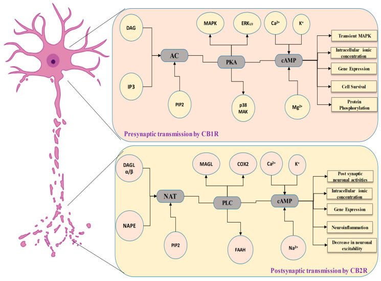PMC10604915 – biomedicines-11-02642-f002