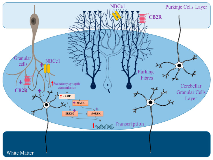PMC10604915 – biomedicines-11-02642-f003