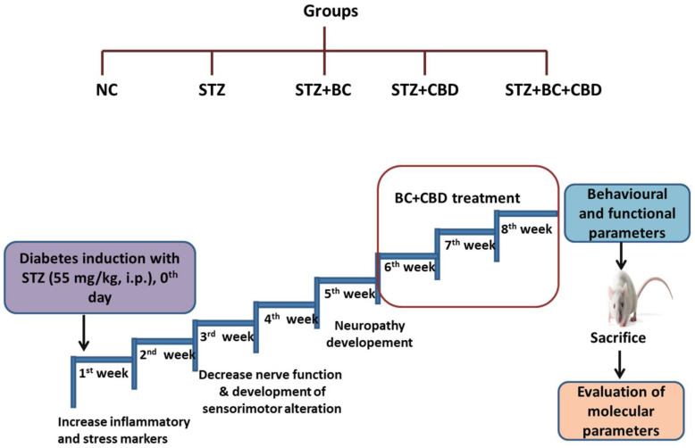 PMC11274582 – biomedicines-12-01442-f001