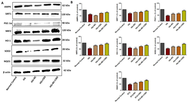PMC11274582 – biomedicines-12-01442-f004