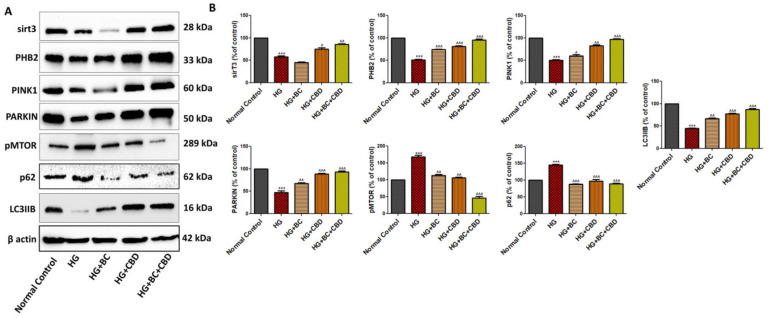 PMC11274582 – biomedicines-12-01442-f006
