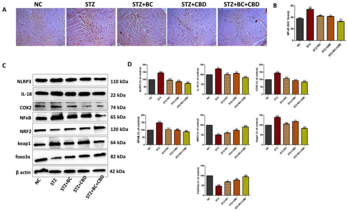 PMC11274582 – biomedicines-12-01442-f010