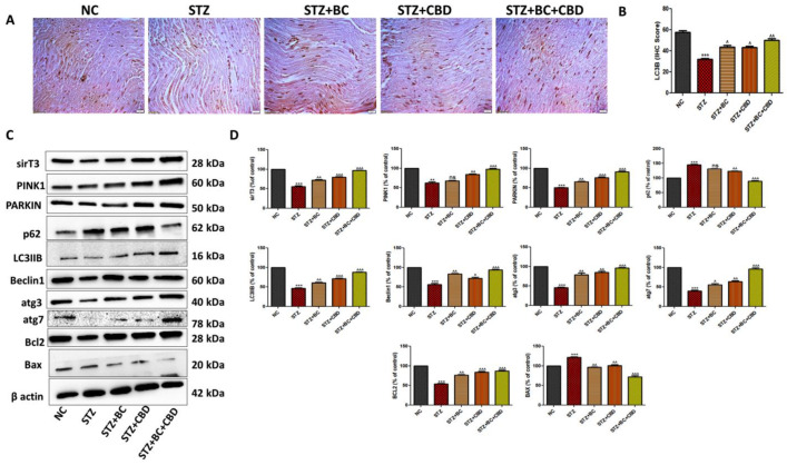 PMC11274582 – biomedicines-12-01442-f011