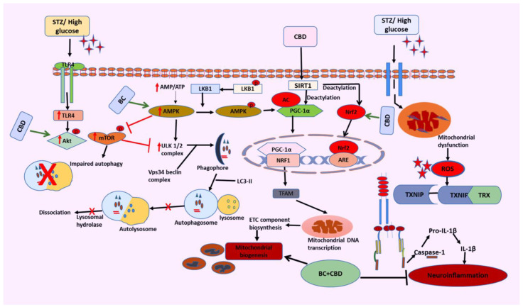 PMC11274582 – biomedicines-12-01442-f013