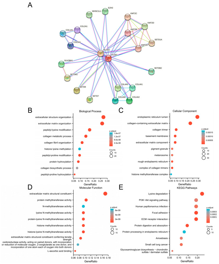 PMC11673125 – biomedicines-12-02653-f008