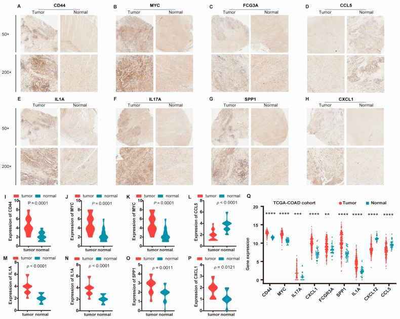 PMC11673540 – biomedicines-12-02656-f007
