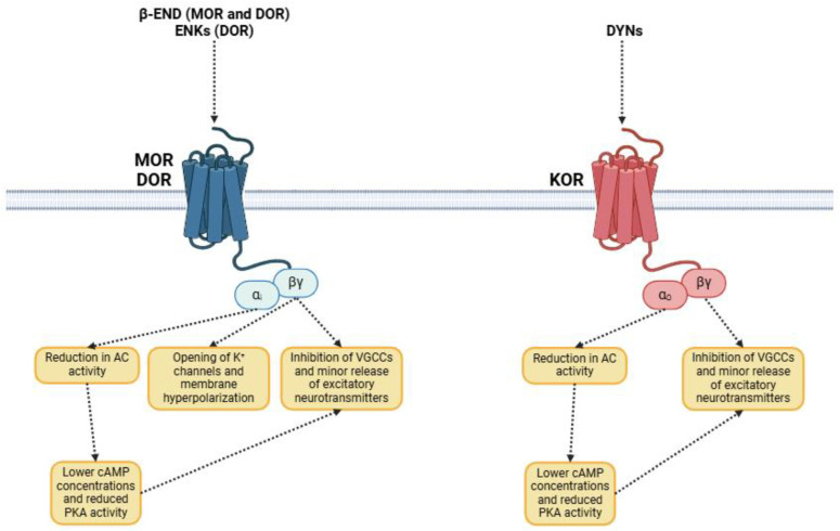 PMC11762748 – biomedicines-13-00165-f001