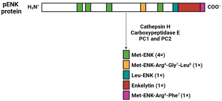 PMC11762748 – biomedicines-13-00165-f003
