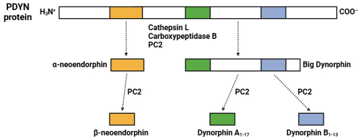 PMC11762748 – biomedicines-13-00165-f004