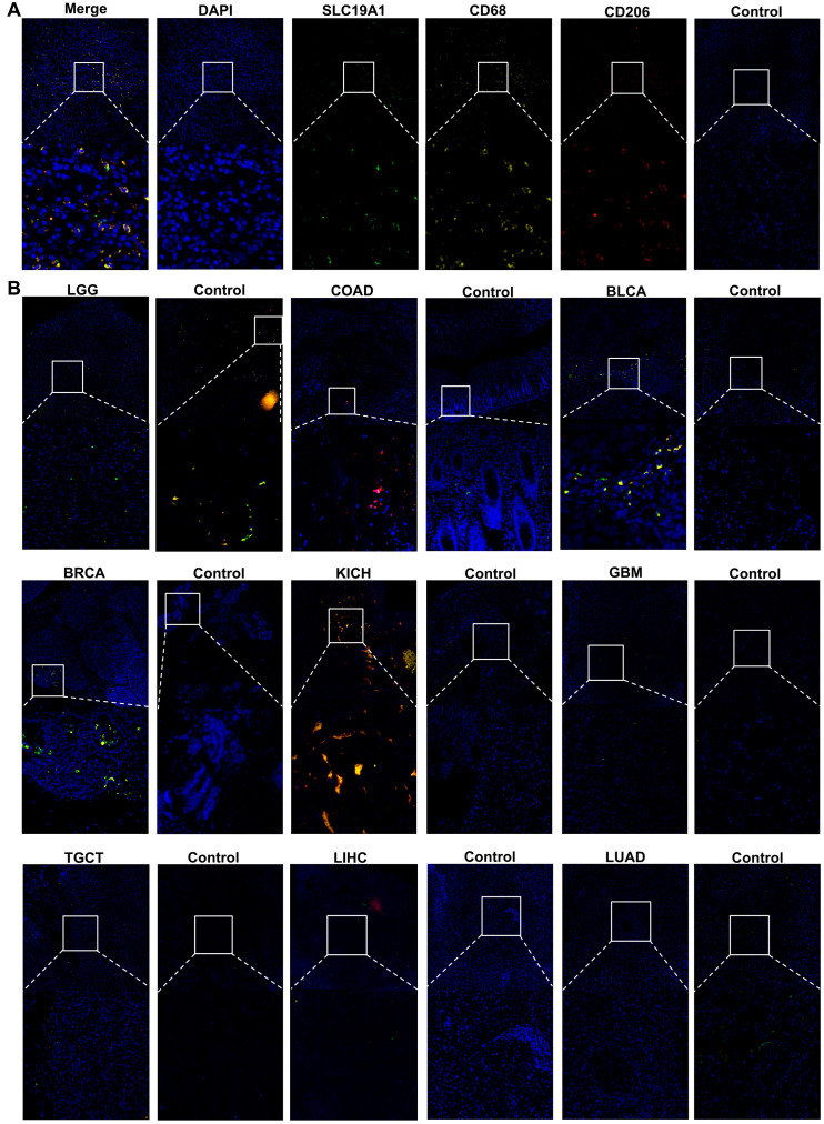 PMC11940280 – biomedicines-13-00571-f008