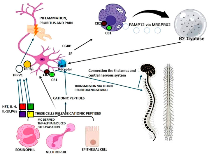 PMC11940366 – biomedicines-13-00656-f001