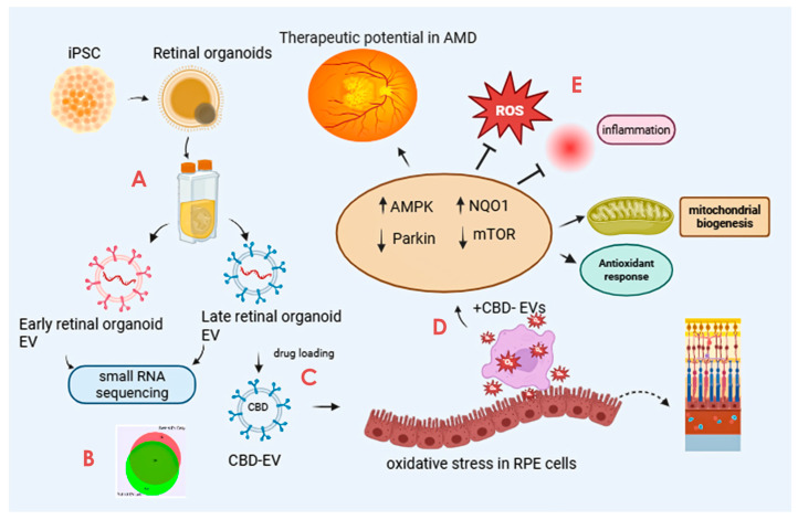 PMC12108686 – biomedicines-13-01167-f001