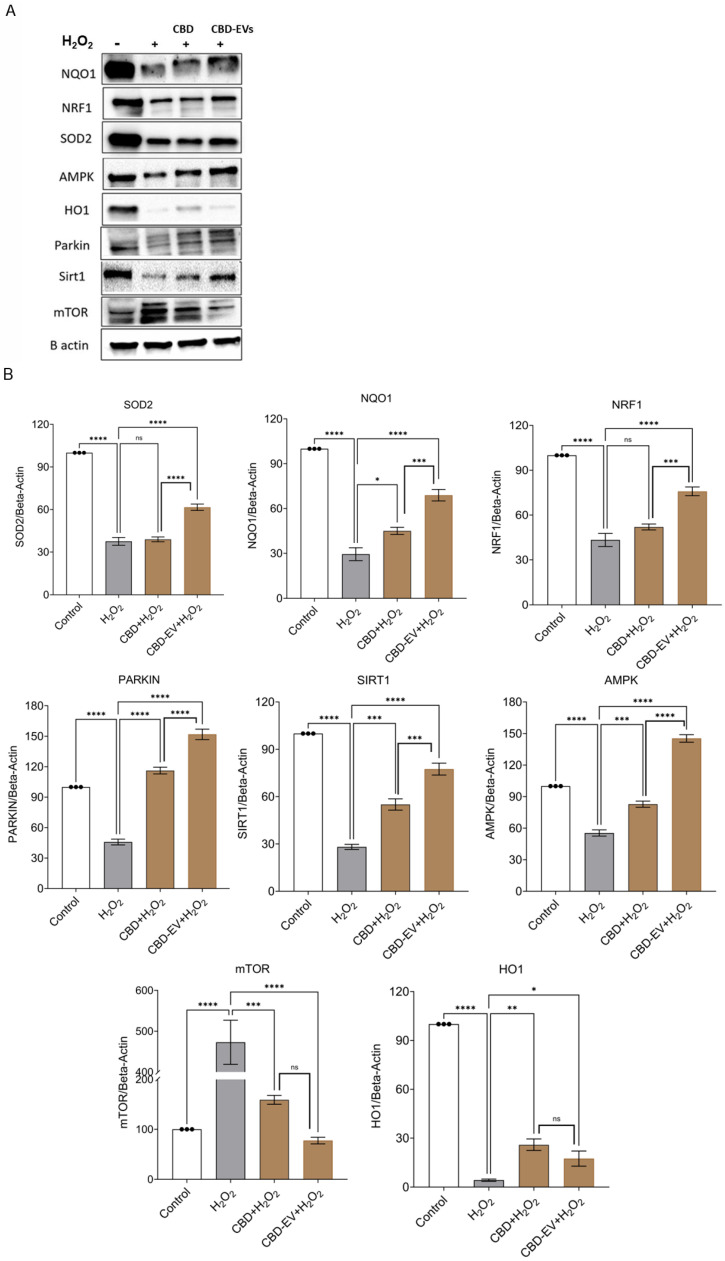 PMC12108686 – biomedicines-13-01167-f006