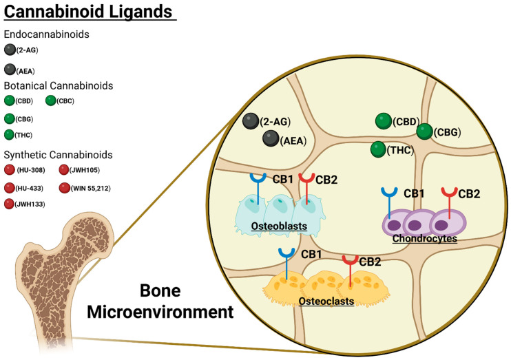 PMC12383948 – biomedicines-13-01891-f001