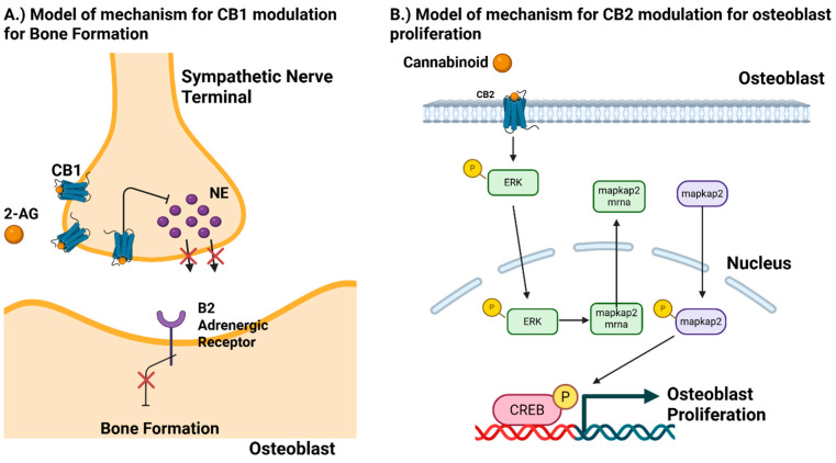 PMC12383948 – biomedicines-13-01891-f002