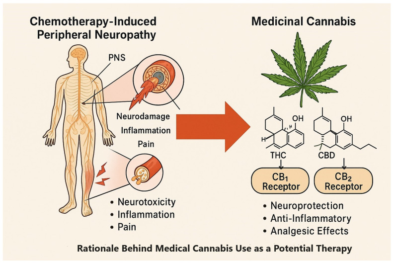 PMC12383924 – biomedicines-13-01921-f001