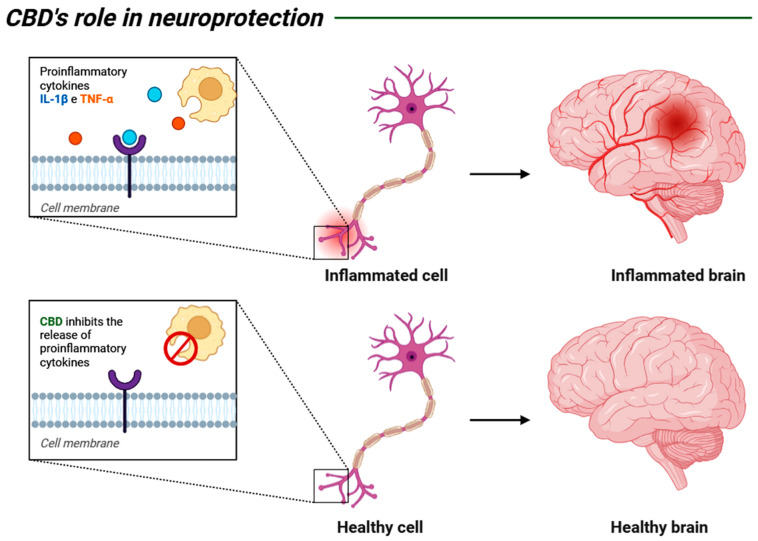 PMC12562014 – biomedicines-13-02490-f003