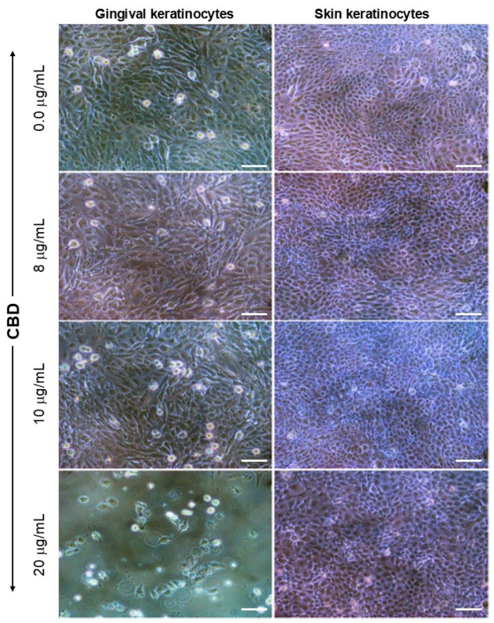 PMC12562265 – biomedicines-13-02541-f001