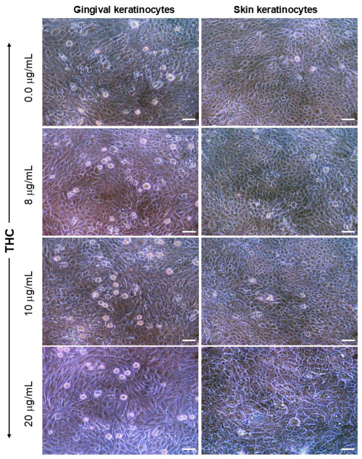 PMC12562265 – biomedicines-13-02541-f002