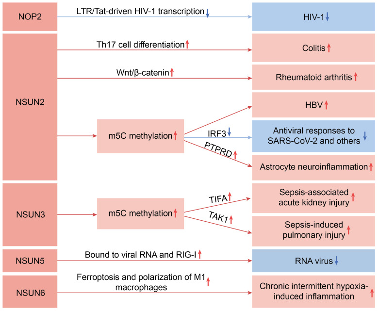 PMC12731187 – biomedicines-13-02951-f001