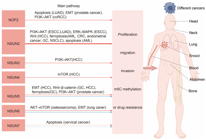 PMC12731187 – biomedicines-13-02951-f002