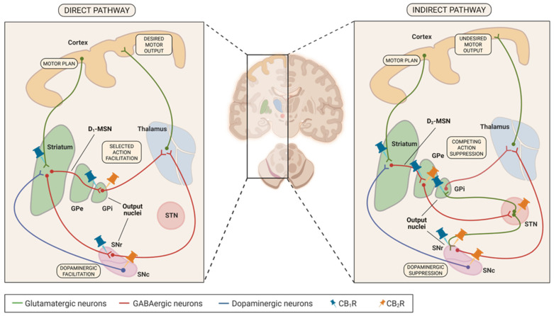 PMC13113818 – biomedicines-14-00844-f001