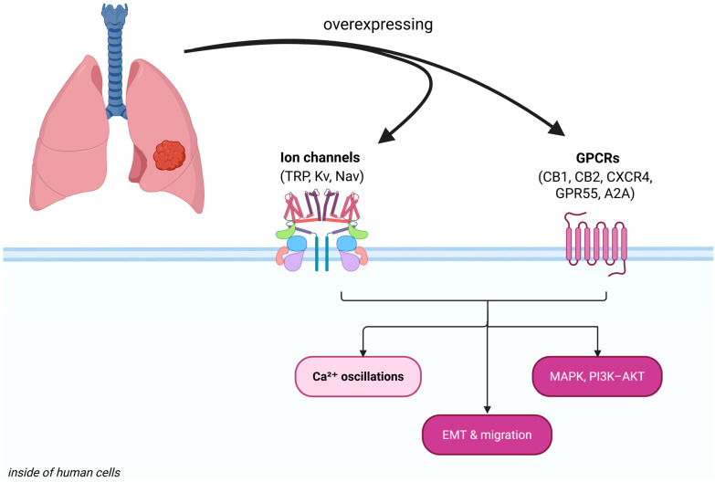 PMC13113651 – biomedicines-14-00856-f001