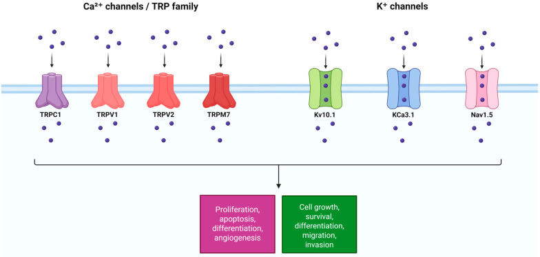 PMC13113651 – biomedicines-14-00856-f002
