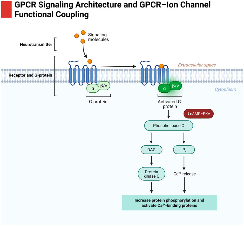 PMC13113651 – biomedicines-14-00856-f003