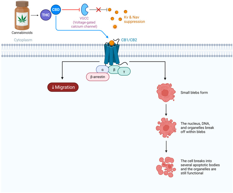 PMC13113651 – biomedicines-14-00856-f004