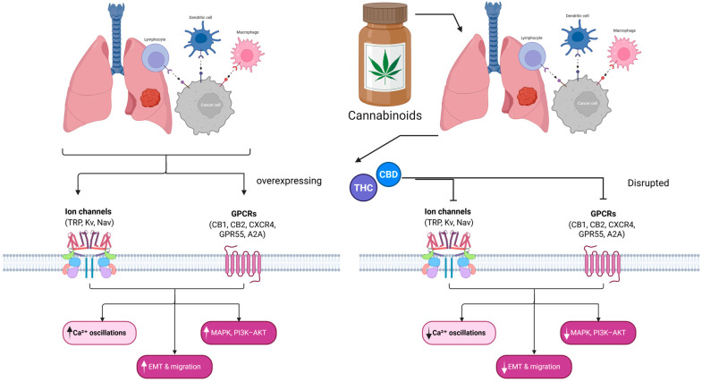 PMC13113651 – biomedicines-14-00856-f005